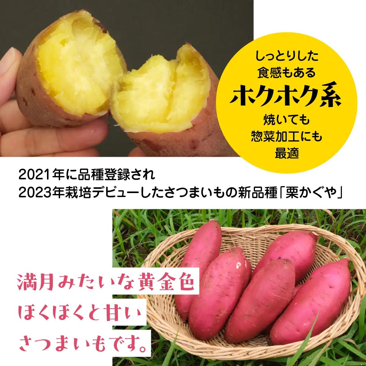 秋山農園から話題のさつまいも「栗かぐや(R)」5kg TAKF051