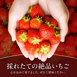 先行予約 いちご 奈良県産 古都華 約540g 270g×2パック 今西さん家の奈良いちご 冷蔵配送 ことか フルーツ 果物 旬 糖度 産地直送 農家直送 お取り寄せ おやつ デザート 苺 冷蔵  奈