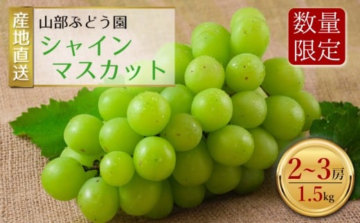 【予約】シャインマスカット 2～3房（約1.5㎏） 山部ぶどう園 予約商品 希少 シャインマスカット ぶどう旬 新鮮 期間限定 皮ごと ブドウお取り寄せ　熊本県　阿蘇市