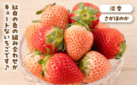 【先行予約】【3回定期便】赤白いちご食べ比べ！ /  いちご イチゴ 苺 いちご イチゴ いちご いちご  [IAP030]