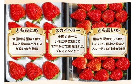 【先行予約】[数量限定] 貴重な12月発送！贅沢な栃木のいちご3種食べ比べセット 960g | とちあいか とちおとめ スカイベリー 食べ比べ3品種 960g｜20000円