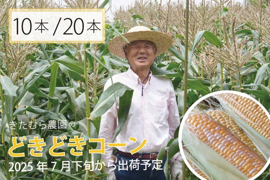 
            『きたむら農園のどきどきコーン』10本セット/ 20本セット　2025年夏 信濃町名産 朝採れとうもろこし／スイートコーンの定番品種、予約受付中！ 令和7年7月下旬～8月下旬に随時出荷 
【長野県信濃町】
          