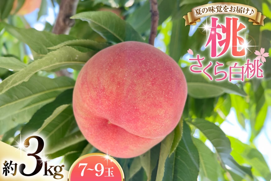 
            【期間限定発送】 桃 さくら 白桃 3kg (7〜9玉) [東城農園 山形県 高畠町 tk06ayt370000] もも モモ 果物 くだもの フルーツ 冷蔵
          