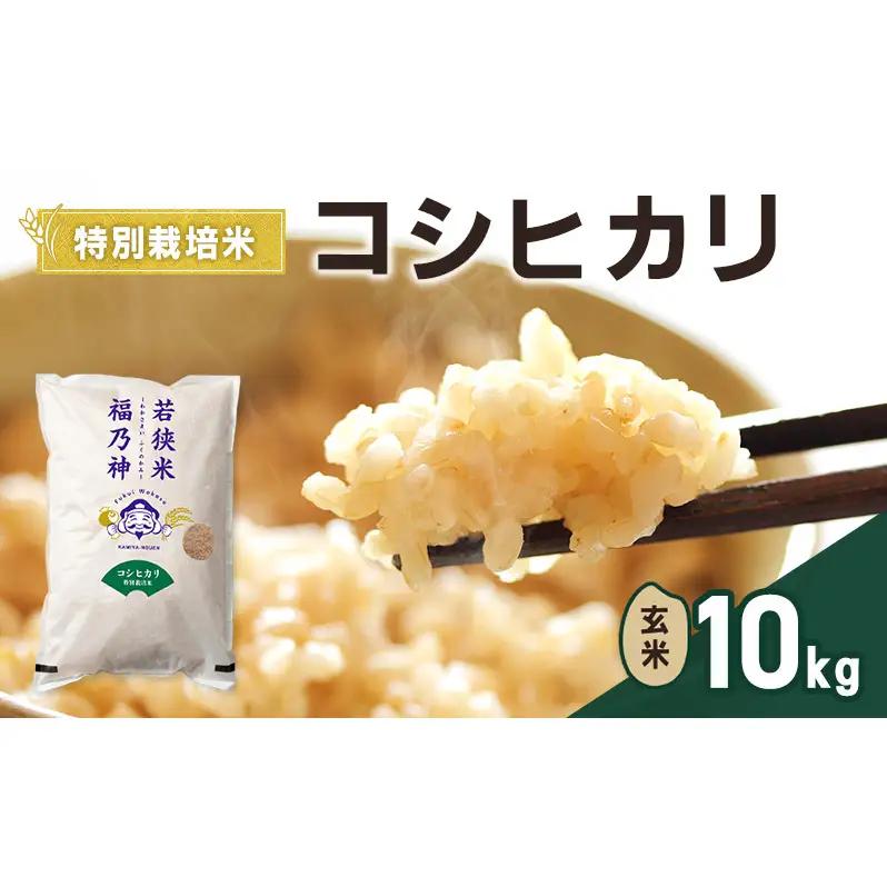 コシヒカリ 令和8年産 特別栽培 10kg コシヒカリ