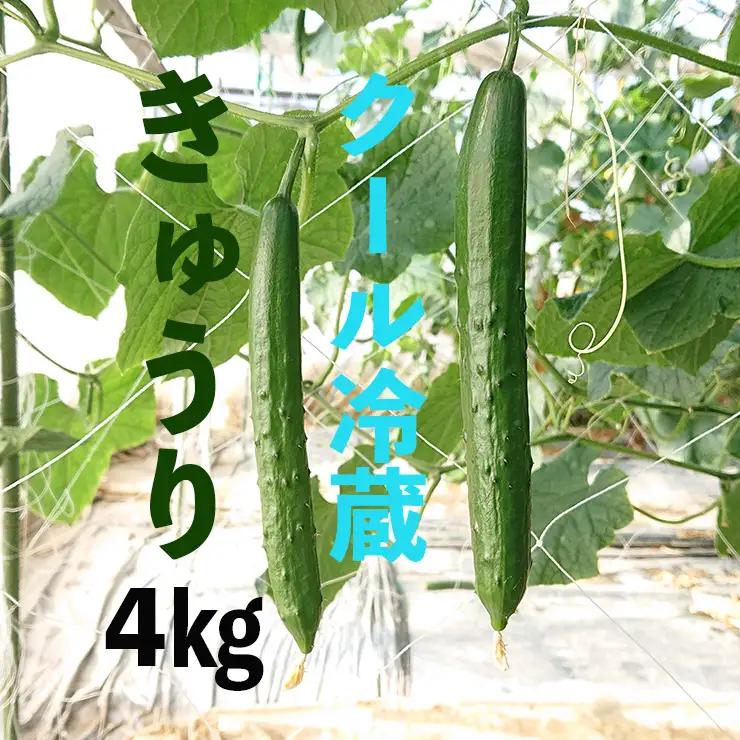 【クール冷蔵】新鮮きゅうり4kg【特別栽培農産物】 
