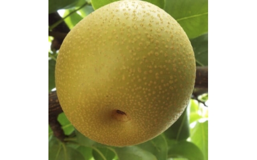 したたる果汁と上品な甘み 愛媛・八幡浜産・特産梨「幸水」約3kg＜C28-12＞【1114964】 YWTN009