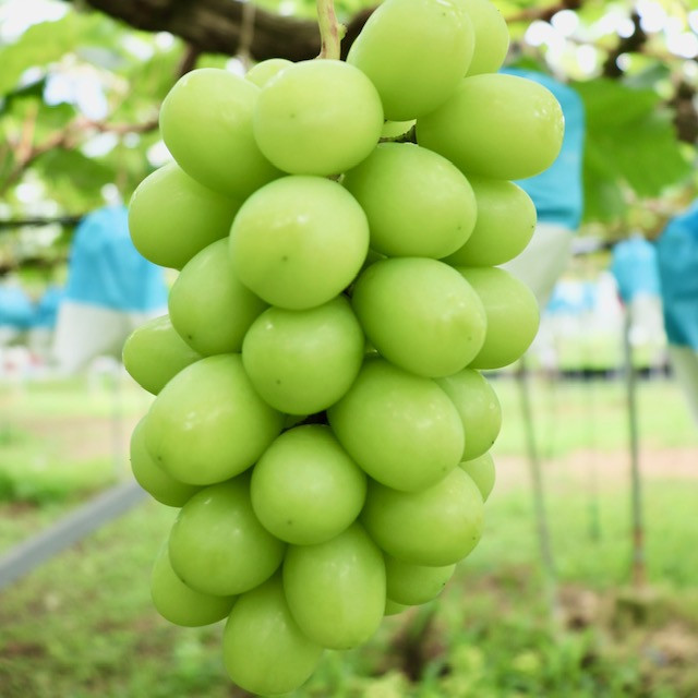 
            【 数量限定 】 伊万里産 シャインマスカット 約1kg（500g前後×2房） 113-B627
          