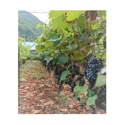 ふるさと納税 早川町 山葡萄ワイン飲み比べセット「恋紫2024」750ml×1本、「恋紫2025」750ml×1本 |  | 02