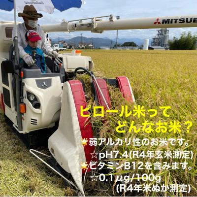 ふるさと納税 御殿場市 ピロール米御殿場こしひかり　2kg(精米) |  | 03