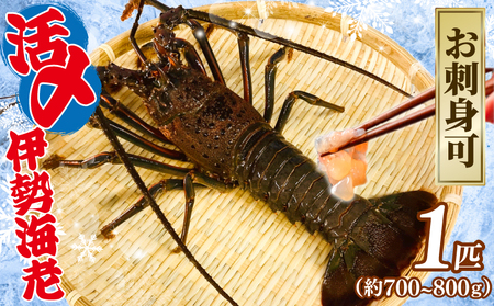 活〆 冷凍 伊勢海老 1匹（約700～800g） 伊勢海老