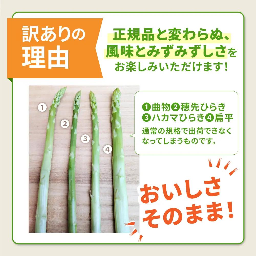 【訳あり】【星のアスパラ】グリーンアスパラガス 約1kg 【サイズ不揃い L-S】 / 訳アリ 規格外 産地直送 アスパラ あすぱら あすぱらがす 採れたて 新鮮 旬 産地直送 / 南島原市 / ほし
