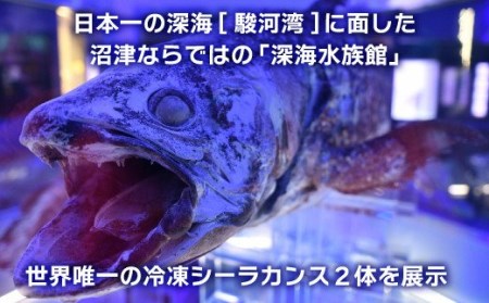 沼津港深海水族館 ペア チケット 大人2名 水族館 沼津港 贈答 ギフト 旅行 静岡県 沼津市