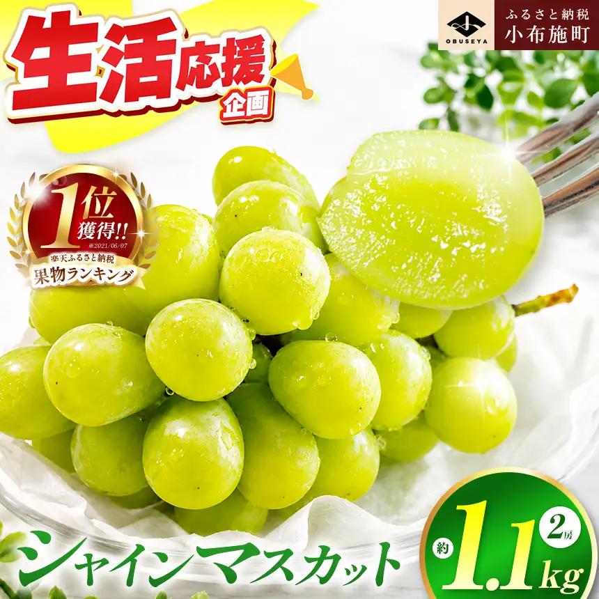 シャインマスカット 約1.1kg 2房 ［小布施屋］2026年発送 令和8年産 【2026年9月下旬～10月上旬に発送】[A-8a]