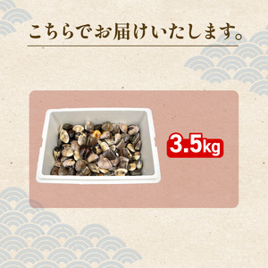 活はまぐり約3.5kg (ゼンナ)_蛤 ハマグリ 海鮮 貝 出汁 だし