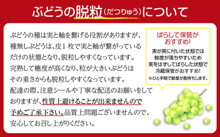 【訳あり】巨峰 2房 約1kg 冷蔵 種無し 家庭用 ブドウ ぶどう 品種 果物 甘い 美味しい 希少 人気 ランキング おすすめ 福島県 田村市 