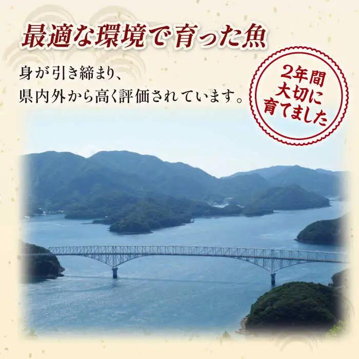 新上五島町産養殖ヒラマサ（ヒラス）片身フィーレ[RBP007] ヒラマサ ヒラス ヒラマサ ヒラス ヒラマサ ヒラス ヒラマサ ヒラス ヒラマサ ヒラス ヒラマサ ヒラス九州 長崎