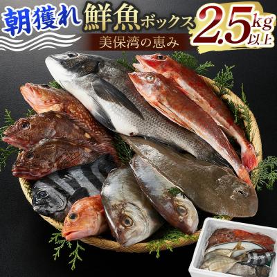 ふるさと納税 境港市 <金〜日着※指定日不可><期間限定><4月上旬〜10月末頃発送予定>朝獲れ鮮魚ボックス「美保湾の恵み