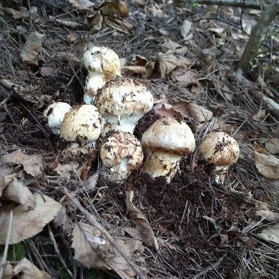 【2026秋発送】産地直送　岩手県岩泉町産まつたけ　ご家庭用不揃いセット500g【配送不可地域：離島】