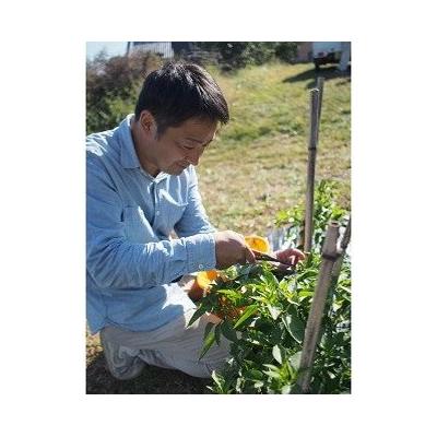 ふるさと納税 熊野市 【テレビで紹介されました】熊野唐辛子ギフト15(一味唐辛子(ハラペーニョ・プリッキーヌ)+生唐辛子) |  | 02