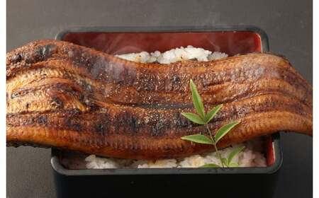 ＜ R8年熊本地震復興支援 ＞熊本産 特大うなぎ蒲焼「阿蘇夢鰻（アソロマン）」1尾 鰻 蒲焼