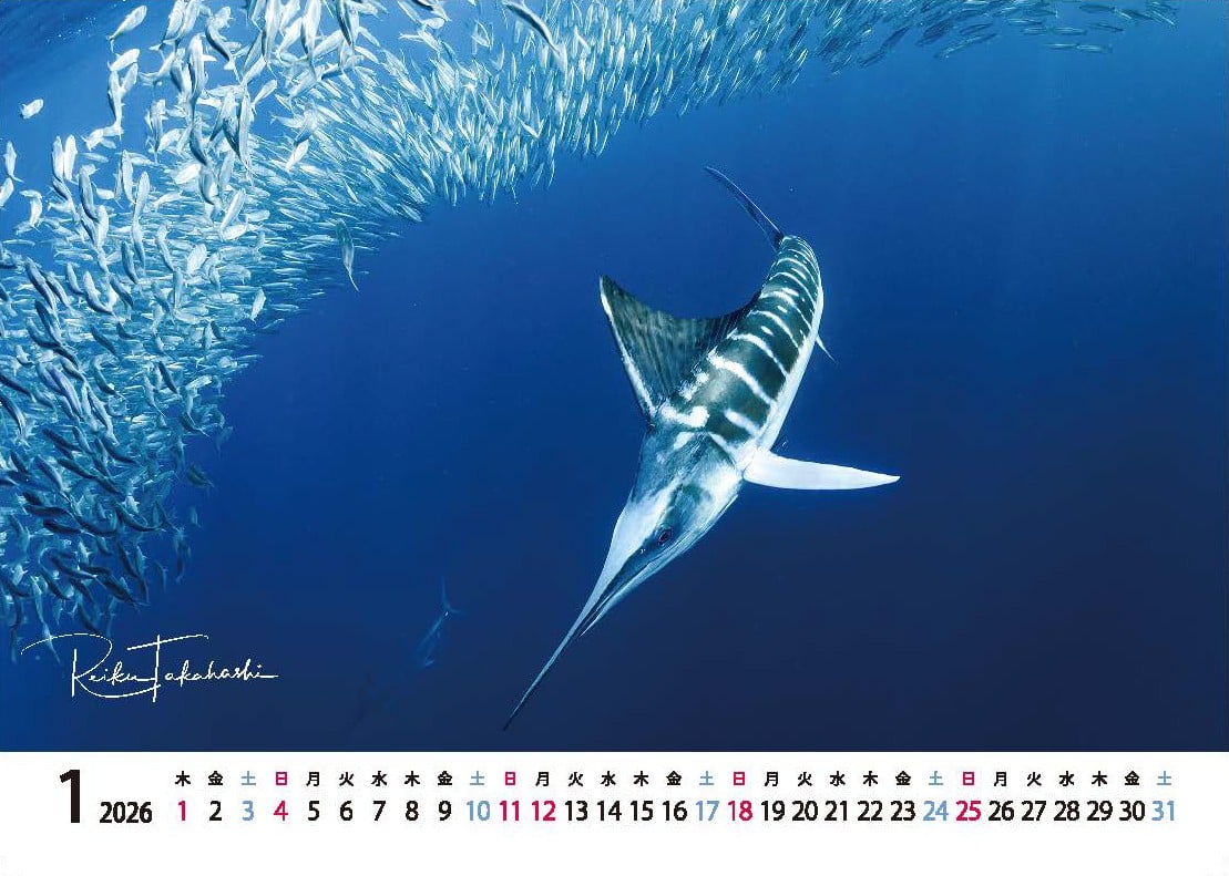 
            2026年度卓上カレンダー 高橋怜子 海の絶景 水中写真家 写真集 海の絶景 ナショナルジオグラフィック 総合グランプリ受賞 写真 インテリア アート 写真家 インテリア Reiko Takahashi photography 海 写真作品 水中 世界 海洋 写真ギフト プレゼント 岩手県 北上市 （C0465）  おしゃれ　オフィス カフェ リビング
          