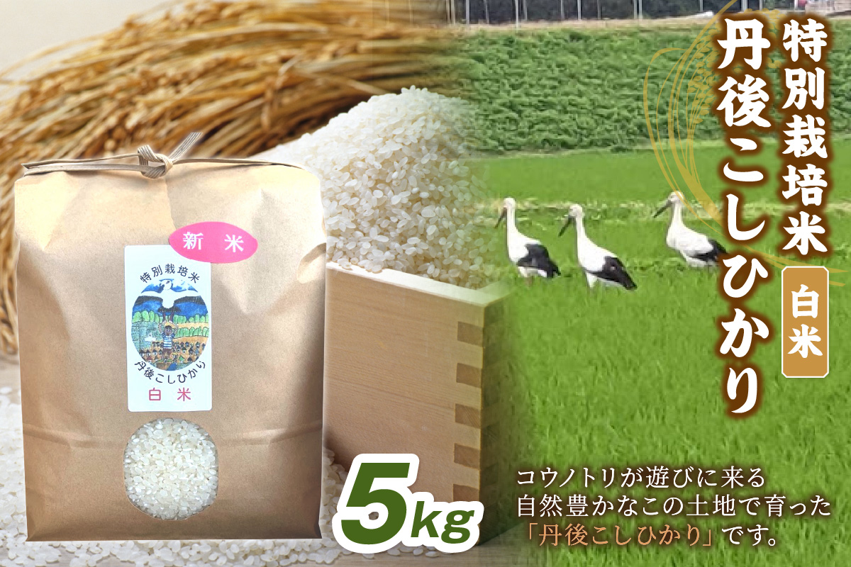令和7年産　丹後こしひかり　白米5kg【特別栽培米】新米  米 ブランド米 精米 特別栽培 白米 特別栽培米 令和7年産 ふるさと納税 こしひかり　KU00088