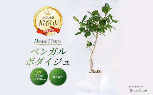 
                  【観葉植物】ベンガルボダイジュ(フィカス・ベンガレンシス) 90cm～120cm (Green Base/IB003-008) 南国鹿児島県で育った 観葉植物！植物 鉢付 インテリア 室内 オフィス おしゃれ マイナスイオン【配送不可地域：北海道・沖縄県・離島】
                