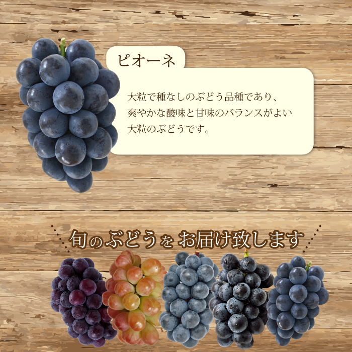 【先行受付】農園おまかせぶどうセット2房(約1.5kg)2025年9月下旬発送予定 果物 くだもの フルーツ ブドウ 葡萄 202007