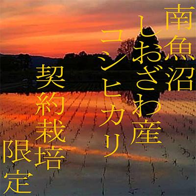 ふるさと納税 南魚沼市 【毎月定期便】生産者限定 契約栽培 南魚沼しおざわ産コシヒカリ 精米2Kg全3回 |  | 03