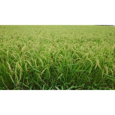 ふるさと納税 行方市 令和8年産新米【できるだけ農薬を減らした】こしひかり玄米10kg |  | 02