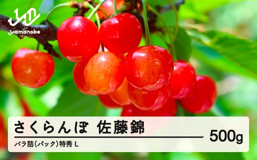《先行予約》2025年 山形県産 さくらんぼ 佐藤錦 バラ詰（パック） 500g 特秀 L サクランボ フルーツ F21A-327