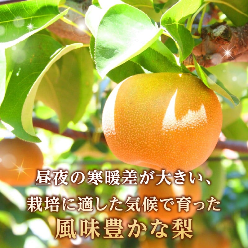 《先行受付》★山形産和梨（品種お任せ）★約3kg(6～12玉程度)秀品【2026年9月頃～順次発送予定】