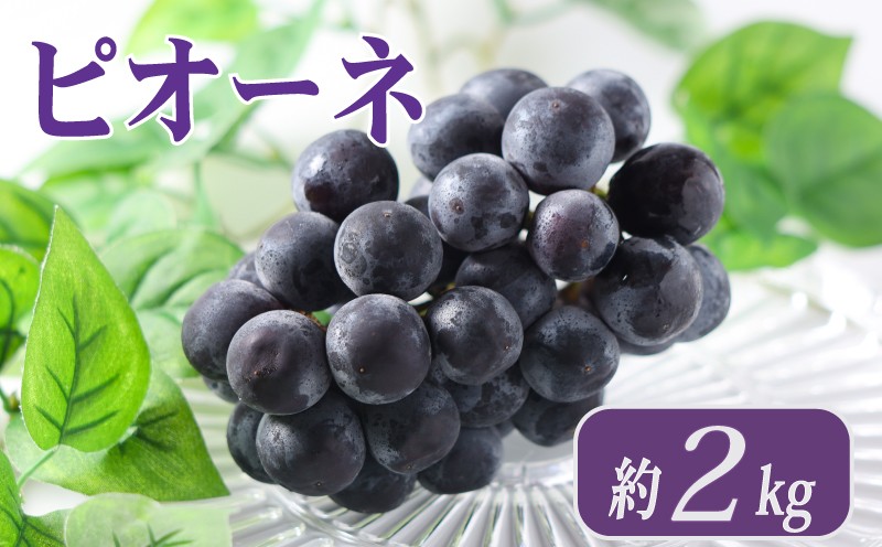 
                  ピオーネ 約2kg 3～6房 ぶどう 葡萄 ブドウ フルーツ 果物 くだもの 果実 フルーツ 旬 旬の果物 デザート スイーツ おやつ ゼリー ジュース 人気果物 人気フルーツ ランキング 香川 丸亀
                