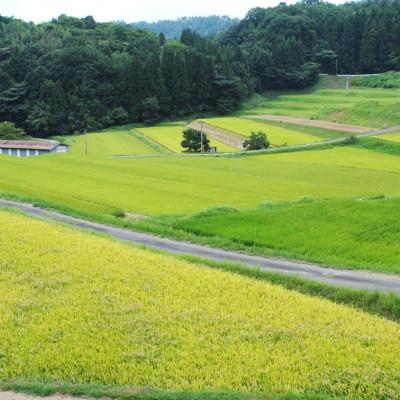 ふるさと納税 浜田市 ほんき村のコシヒカリ10kg |  | 02