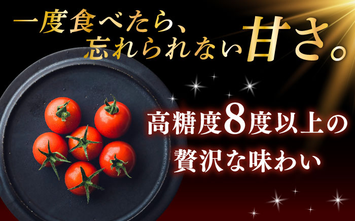 V トマト 糖度8度以上 800g【株式会社ブイ・テクノロジー】 [AKBL004]