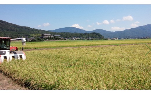 《 令和8年産 》 桜川市産 こしひかり 5kg 新米 先行予約 茨城県 桜川市 米 お米 白米 コメ ごはん 精米 コシヒカリ 国産 限定 銘柄米 [SC051sa]