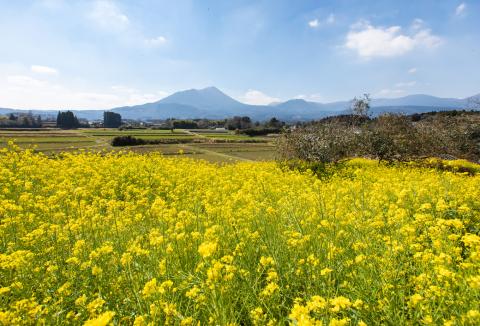 高原町産天然はちみつ 1.2kg(600g×2本) 国産のおいしい蜂蜜 TF0364-P00011