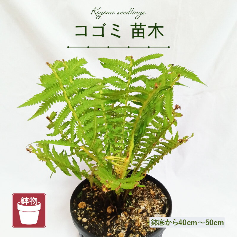 【ふるさと納税】【先行予約】コゴミ苗木 (鉢物) 鉢底から40cm～50cm 【2026年10月上旬以降順次発送予定】【 こごみ お花 花 はな フラワー 苗 植物 家庭菜園 花壇 プランター ガーデニング観葉植物 園芸 鉢物 】