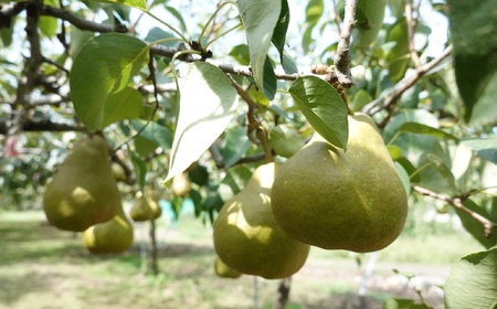 【定期便：全２回】オーロラとラ・フランス　各２.５ｋｇ　0012-2607