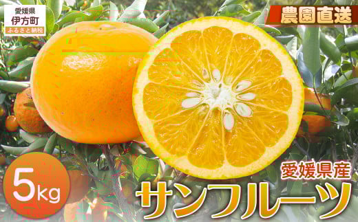 【栽培期間中農薬不使用】【先行受付】【数量限定】農園直送！愛媛県産サンフルーツ 5kg （2026年4月上旬頃より順次発送） 【 ふるさと納税 人気 おすすめ ランキング 柑橘 みかん ミカン 蜜柑 サンフルーツ フルーツ 果物 産地直送 ギフト 贈り物 栽培期間中農薬不使用 木野本農園 愛媛県産 愛媛県 伊方町 送料無料 】 IKTG011