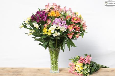 定期便６回便　切り花 アルストロメリア【上級品・生花　花丈80cm・32本前後】9～3月（KS-T504）
