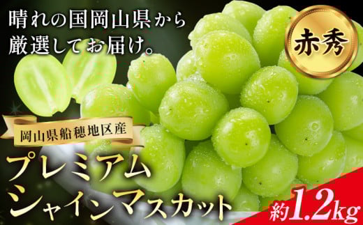 【2026年先行予約】ぶどう プレミアム シャインマスカット 船穂 赤秀品 晴王 2房約1.2kg《2026年9月中旬-10月中旬頃出荷》晴レ乃青果　(岡山中央卸売市場店(富士紙工 有限会社)) マスカット 送料無料 岡山県 浅口市 フルーツ 果物 贈り物 ギフト 国産 【配送不可地域あり】