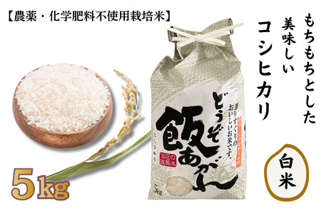 もちもちとした美味しいコシヒカリ 白米 5kg【農薬・化学肥料不使用栽培米】：B230-022