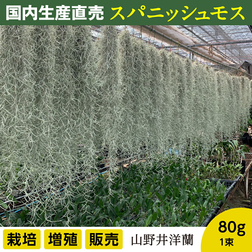【ふるさと納税】国産スパニッシュモス　太葉　80g 年末年始 お中元 お歳暮 内祝い 快気祝い
