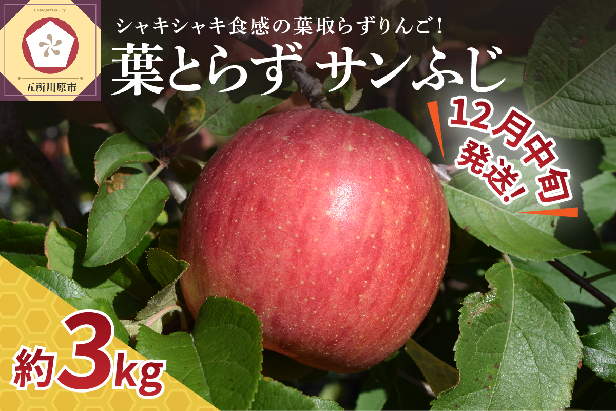 【2026年12月中旬発送】【家庭用】りんご葉とらずサンふじ3kg