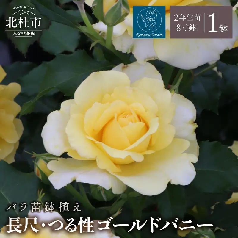 バラ苗鉢植え「長尺・つる性ゴールドバニー」　 バラ苗1鉢 ノイバラ台木 花 長尺 つるバラ 丸弁カップ咲き 返り咲き 微香8寸鉢 2年生苗 ガーデニング 初心者 母の日 父の日 誕生日 新築祝い 記念樹 育て方ガイド同梱 コマツガーデン [h190]