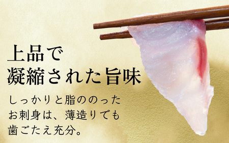 【着日指定】【冷蔵でお届け】若狭まはた刺身セット2人前