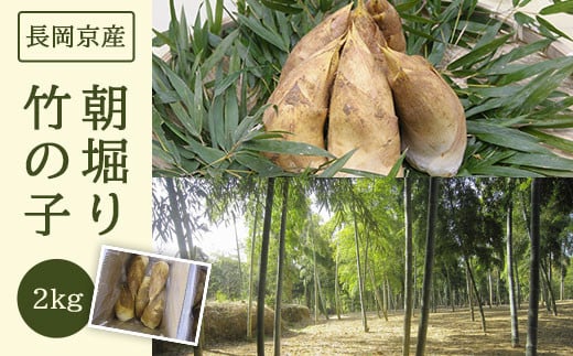 
            【先行予約】＜長岡京産＞朝堀り竹の子 2kg 【 ふるさと納税 京都 竹の子 筍 たけのこ タケノコ 朝掘り 春 味覚 京都府 長岡京市 】 NGAM001
          