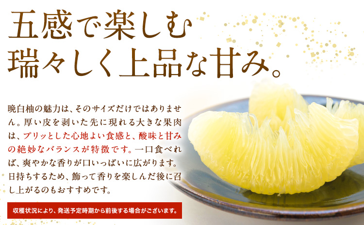 先行予約 晩白柚 約3kg 株式会社エフビーネット《12月上旬-1月下旬頃出荷》熊本県 氷川町 果物 フルーツ 熊本県産 ジューシー ばんぺいゆ バンペイユ---hkw_efn_5_3kg---
