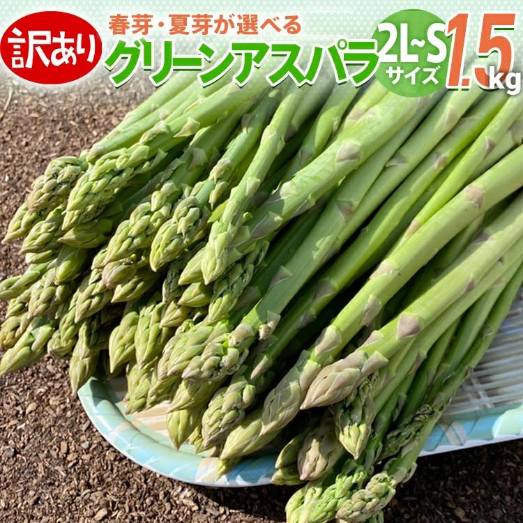 【ふるさと納税】数量限定 アスパラ 訳あり 規格外 2L～Sサイズ 1.5kg 選べる 春芽／夏芽　朝採り 朝採れ 直送 グリーンアスパラガス アスパラ　BT04 BT08 BT-S0004